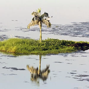 Solitary palm tree in Lake Inya, Yangon 2