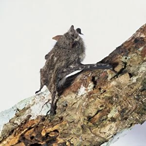 South American Proboscis Bat (Rhynchonycteris naso), also known as Sharp-nosed Bat, gripping decaying log