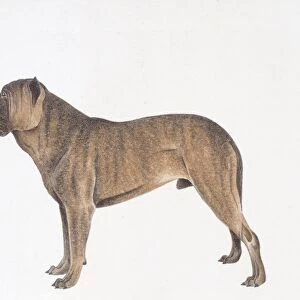 Spanish Bulldog, illustration