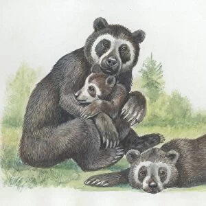 Spectacled bear Tremarctos ornatus with cubs, illustration