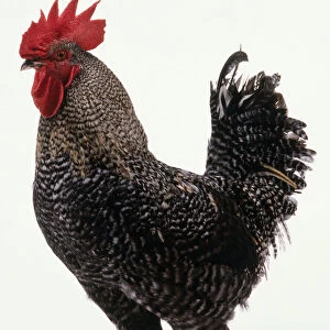A standing black and white speckled cockerel