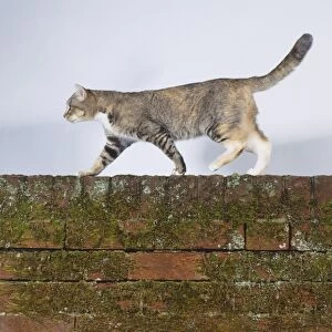 Tabby cat walking across a brick wall, stretching legs out confidently, tail outstretched for balance
