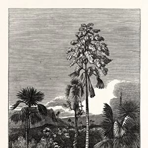 The Talapat Palm