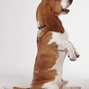 Tan and white Basset Hound sitting on its rear end begging for food