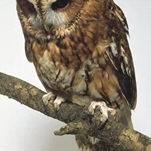 Tawny Owl Strix aluco, perched on a branch looking down, with golden brown feathers