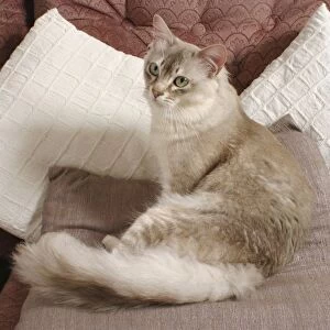 Tiffanie cat sitting on a cushion