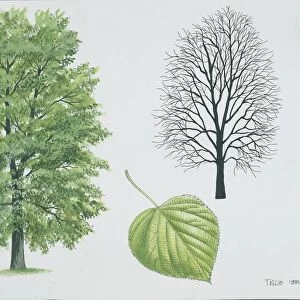 Tiliaceae - Common lime Tilia x vulgaris or europaea, illustration