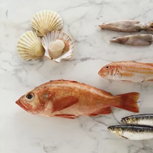 Variety of fish and shell fish on marble