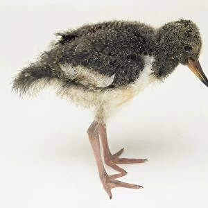 Side view of a 3-week-old Pied Oystercatcher chick, with head in profile. The Oystercatchers are a small family of shorebirds that have specialized bills for dealing with oysters, mussels, and limpets