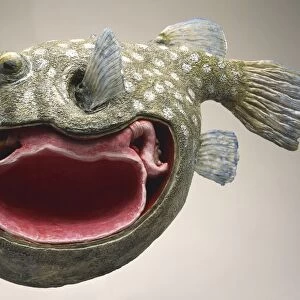 Side view of cross-section model of Puffer Fish with mottled skin camouflage and sharp teeth