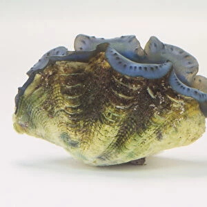 Front view of Giant Blue Clam, Tridacna maxima
