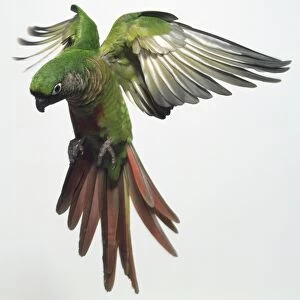 Front view of a Red-Fronted Parakeet, with head down, in mid air about to land, showing the red plumage on the tail feathers are spread out in a fan shape