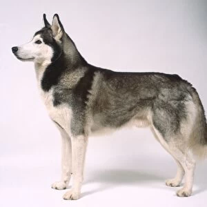 Side view of Siberian Husky Dog