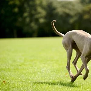 Weimaraner dog running in park with ball in mouth