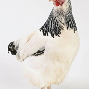 White and black Chicken (Gallus gallus), front view with head in profile
