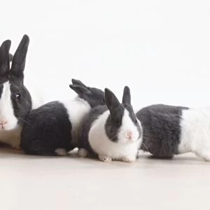 White and grey Domestic Rabbit (Oryctolagus cuniculus) with three kittens, side view