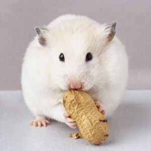White Hamster (Cricetus cricetus) eating monkey nut, close up