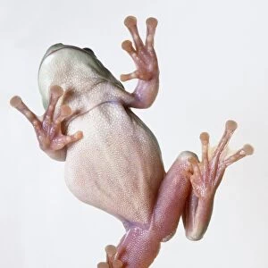 Whites Tree Frog (Litoria Caerulea), view from below