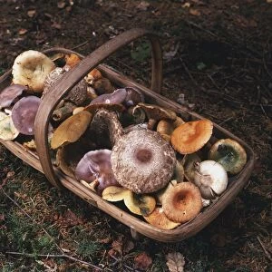 Wooden basket filled with wild mushrooms