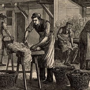Woolsorters. These workers, who were employed by a woolstapler, sorted the wool