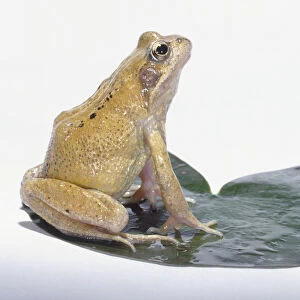 Yellow adult frog sitting on lily pad, head raised, side view