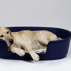 Yellow Labrador Retriever lying in dog bed