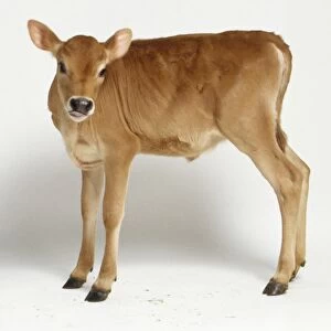 Young Jersey calf standing, aged 4 weeks, black nose, large eyes and ears, tan coloured fur, head facing camera, body side view
