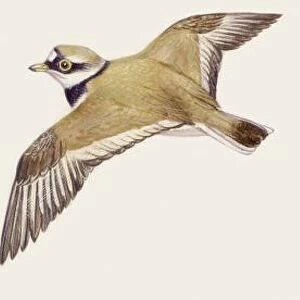 Zoology: Birds, Mallard (Anas platyrhynchos), illustration