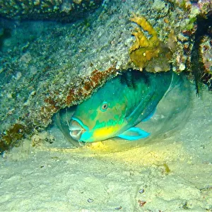 Bullethead Parrotfish at night