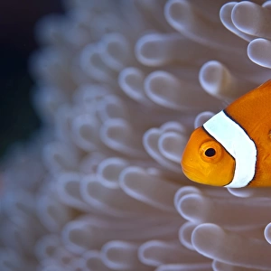 Clownfish in white anemone