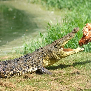 Crocodile lunch