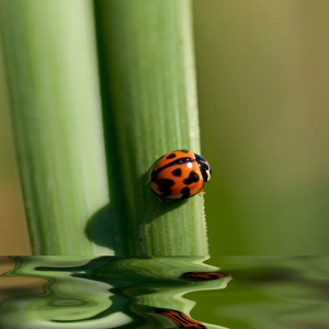 Ladybug on leaf