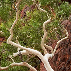 Palm Valley, Finke Gorge National Park, Northern Territory, Australia