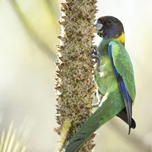 Parrot on tree spike