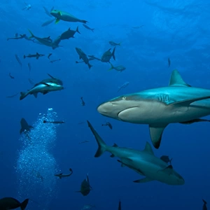 Shark feed Scuba Diving