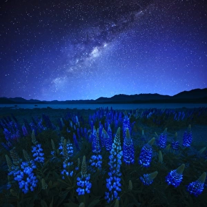 Starry night and Lupines at Lake Tekapo, New Zealand