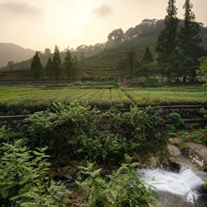 Tea Plantation in Hanzhou, China
