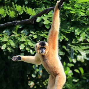 Yellow Cheeked Gibbon, (Nomascus gabriellae)