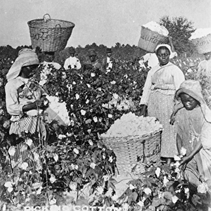 19th Century Cotton Picking