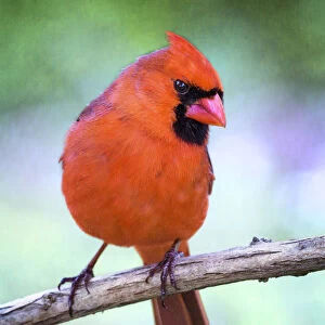 Northern Cardinal Bird (Cardinalis cardinalis)