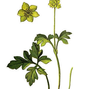 Adoxa moschatellina (moschatel, five-faced bishop, hollowroot, muskroot, townhall clock