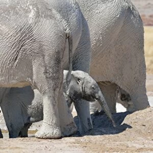 African Elephant baby -Loxodonta africana-, at the back of the herd, covered with mud, at Newbroni waterhole, Etosha National Park, Namibia