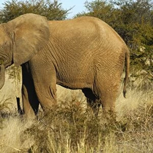 African elephant (Loxodonta africana) foraging in the thorn bush savanna, Madikwe Game Reserve, South Africa, Africa
