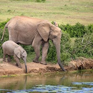 African Elephants -Loxodonta africana-, adult female with young by the water, drinking, Addo Elephant National Park, Eastern Cape, South Africa