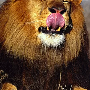 African Lion (Panthera leo) licking nose