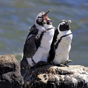 African Penguins or Jackass Penguins -Spheniscus demersus-, pair on rocks, yawning, Bettys Bay, Western Cape, South Africa