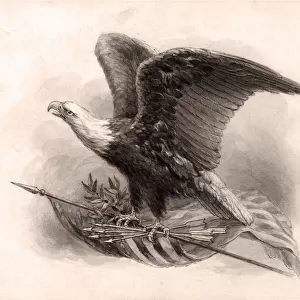 American Bald Eagle, National Bird of the USA