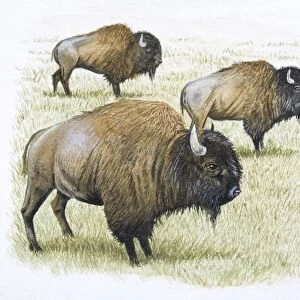 American Bison, Bison biso, side view