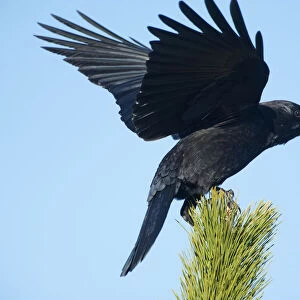 American crow landing on pine