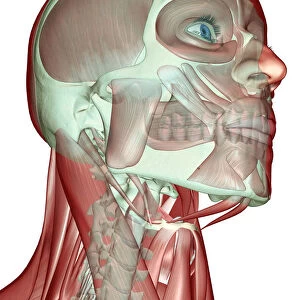 anatomy, anterior scalene, below view, buccinator, digastric, front view, head, head muscles